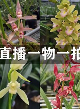 直播直播一物一拍大花蕙兰