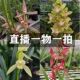 直播一物一拍兰花 春兰建兰墨兰蕙兰大花蕙兰莲瓣兰春剑