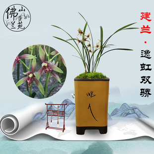 建兰（逸虹双娇）小国魂四季兰花绿植花卉观花兰场直销-金荷富山