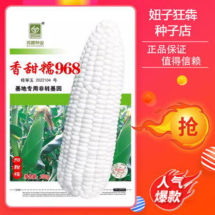 香甜糯968玉米种子白甜糯308菜种籽皮薄无渣苞叶绿产基地大户专用
