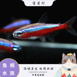 巴西宝莲灯鱼红绿灯科鱼热带淡水观赏小型水草群游斑马孔雀鱼大号