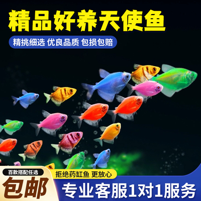 天使鱼观赏鱼活鱼热带鱼小型鱼淡水好养耐活大号群游活体斑马孔雀