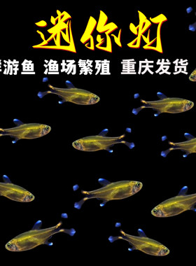 迷你灯鱼满天星热带观赏鱼