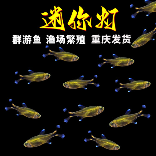 迷你灯鱼满天星热带观赏鱼