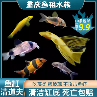 珍珠鼠鱼金苔鼠鱼底栖热带鱼观赏工具鱼老鼠鱼除藻清洁鱼清道夫鱼