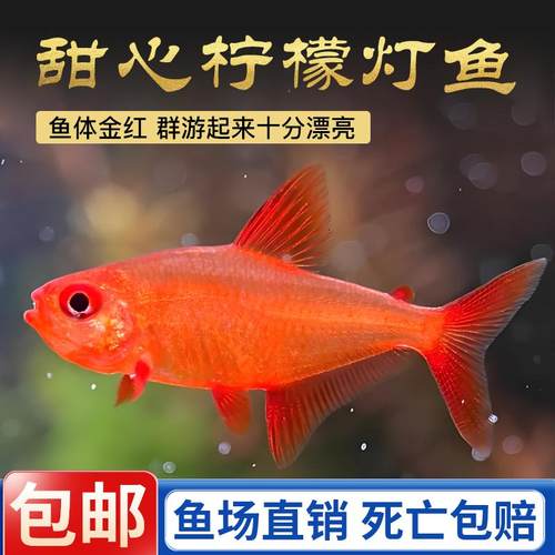 进口热带观赏鱼甜心柠檬灯鱼活体