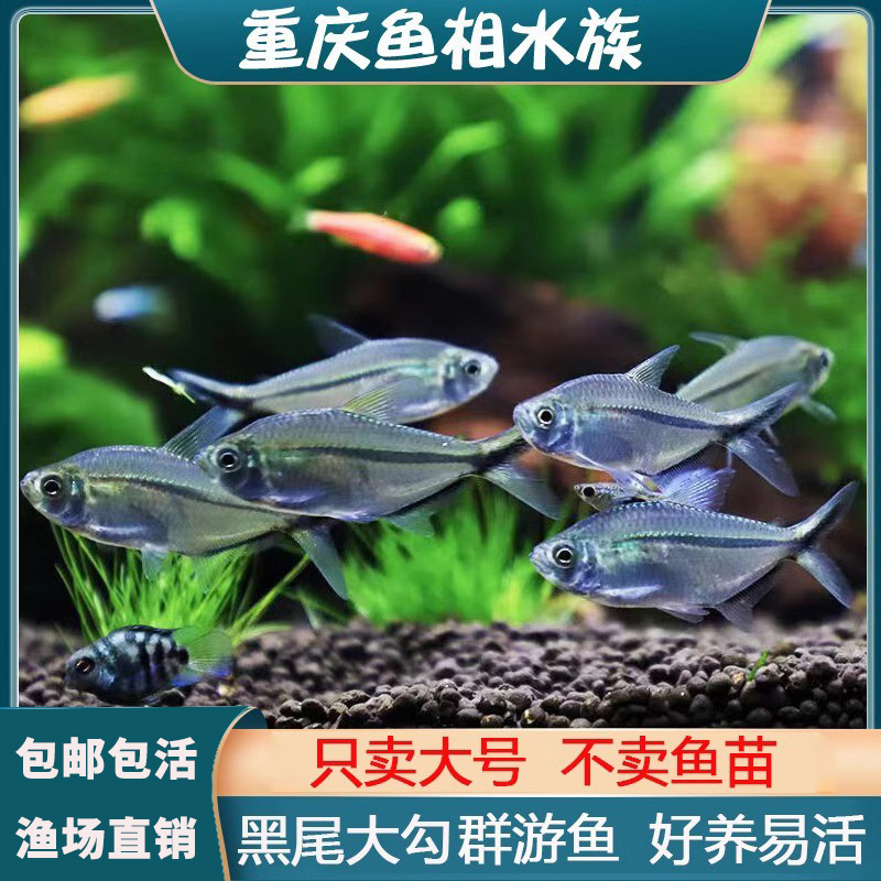 黑尾大勾扯旗草缸混养鱼群游之王
