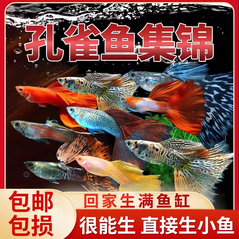 孔雀鱼观赏鱼活体金鱼热带小型淡水马凤尾鱼好养耐活易繁殖斑鱼苗