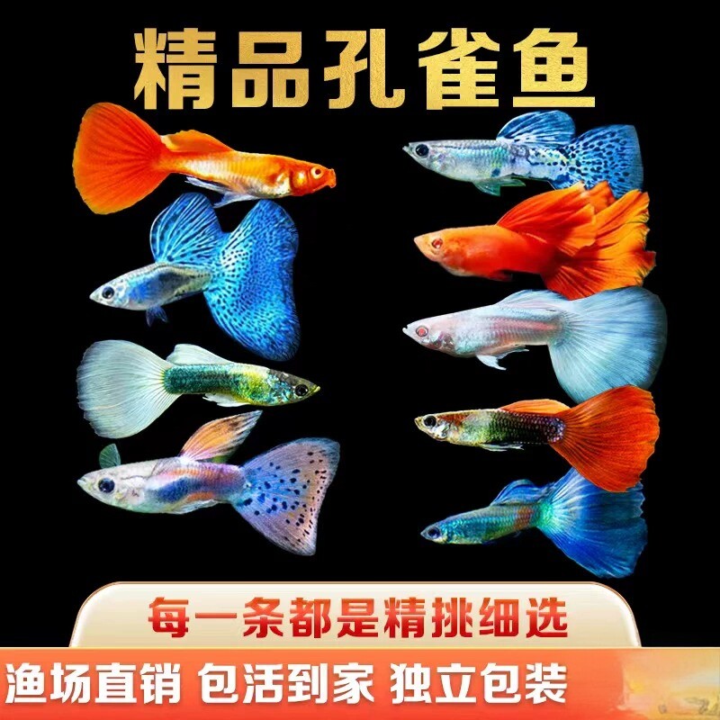 孔雀鱼纯种观赏鱼小型淡水好养热带鱼活体清道夫斑马金鱼小鱼鱼苗