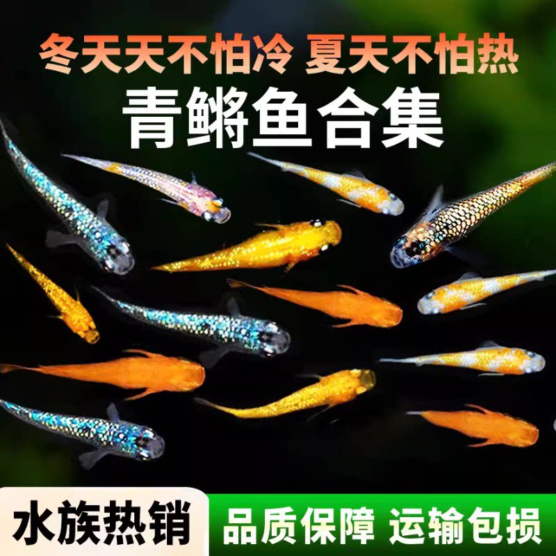 观背青鱂观赏鱼耐活星光青鱂鱼好养小鱼不加温不打氧冷水鱼小型