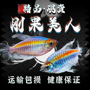 刚果美人热带鱼观赏鱼电光美人石美人鱼斑马红绿灯活体鱼苗群游鱼