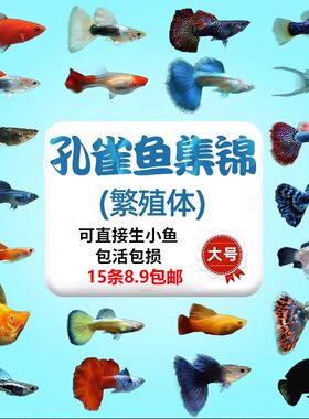 孔雀鱼热带纯种活鱼苗小型好养