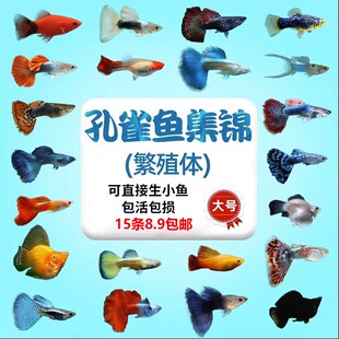 孔雀鱼热带纯种活鱼苗淡水小型好养易观赏鱼胎生凤尾鱼灯科鱼混养