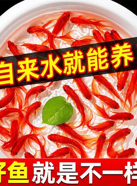纯种凤尾大红草金鱼锦鲤鱼苗