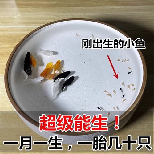 玛丽球鱼 吃油膜玛丽鱼 胎生鱼 大肚子母鱼直接生小鱼 新手好养 - 封面