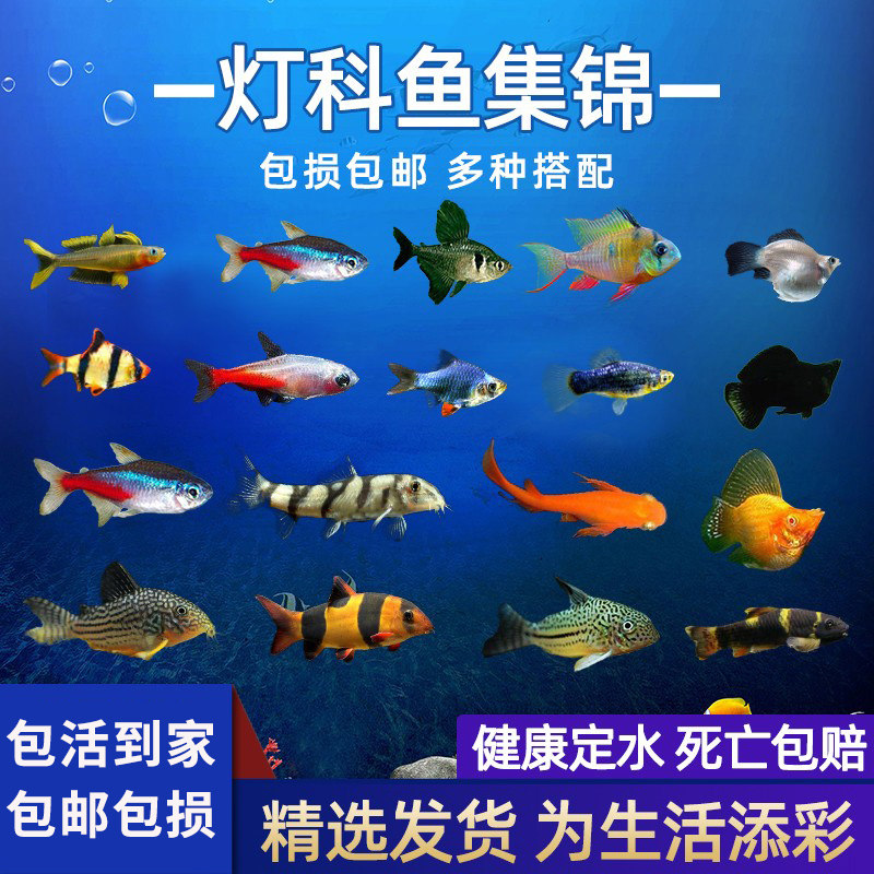 热带观赏活体小鱼好养宝莲灯淡水小鱼苗神仙小型红绿灯科练手群游
