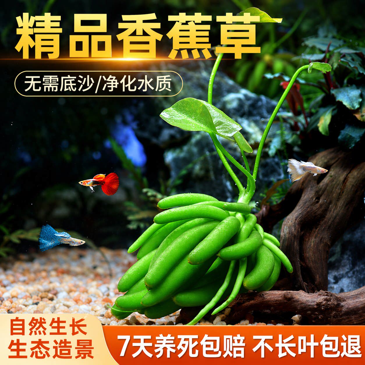 香蕉草鱼缸水草净水增氧免打理图片
