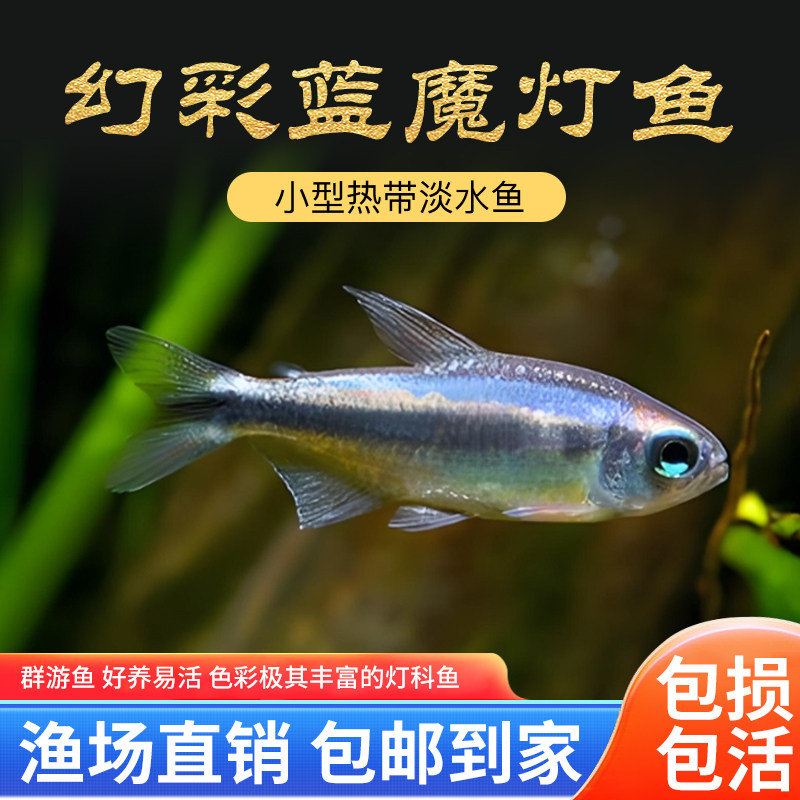 幻彩蓝魔灯鱼高端稀有品种热带观赏鱼小型灯科鱼水草缸群游鱼活体