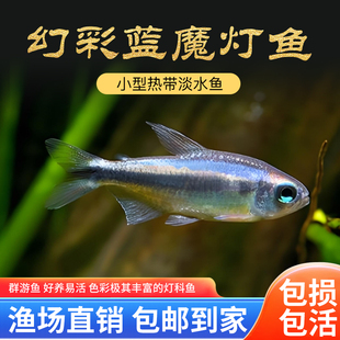 幻彩蓝魔灯鱼高端稀有品种热带观赏鱼小型灯科鱼水草缸群游鱼活体