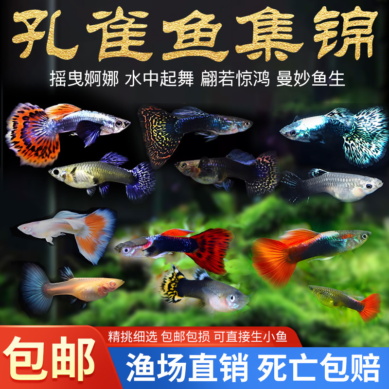 孔雀鱼热带纯种活鱼苗淡水小型好养易观赏鱼胎生凤尾鱼灯科鱼混养