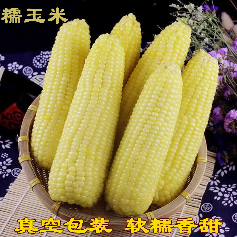 新鲜糯玉米真空10支装即食农家自种甜黏粘嫩苞米棒袋装熟黄糯玉米