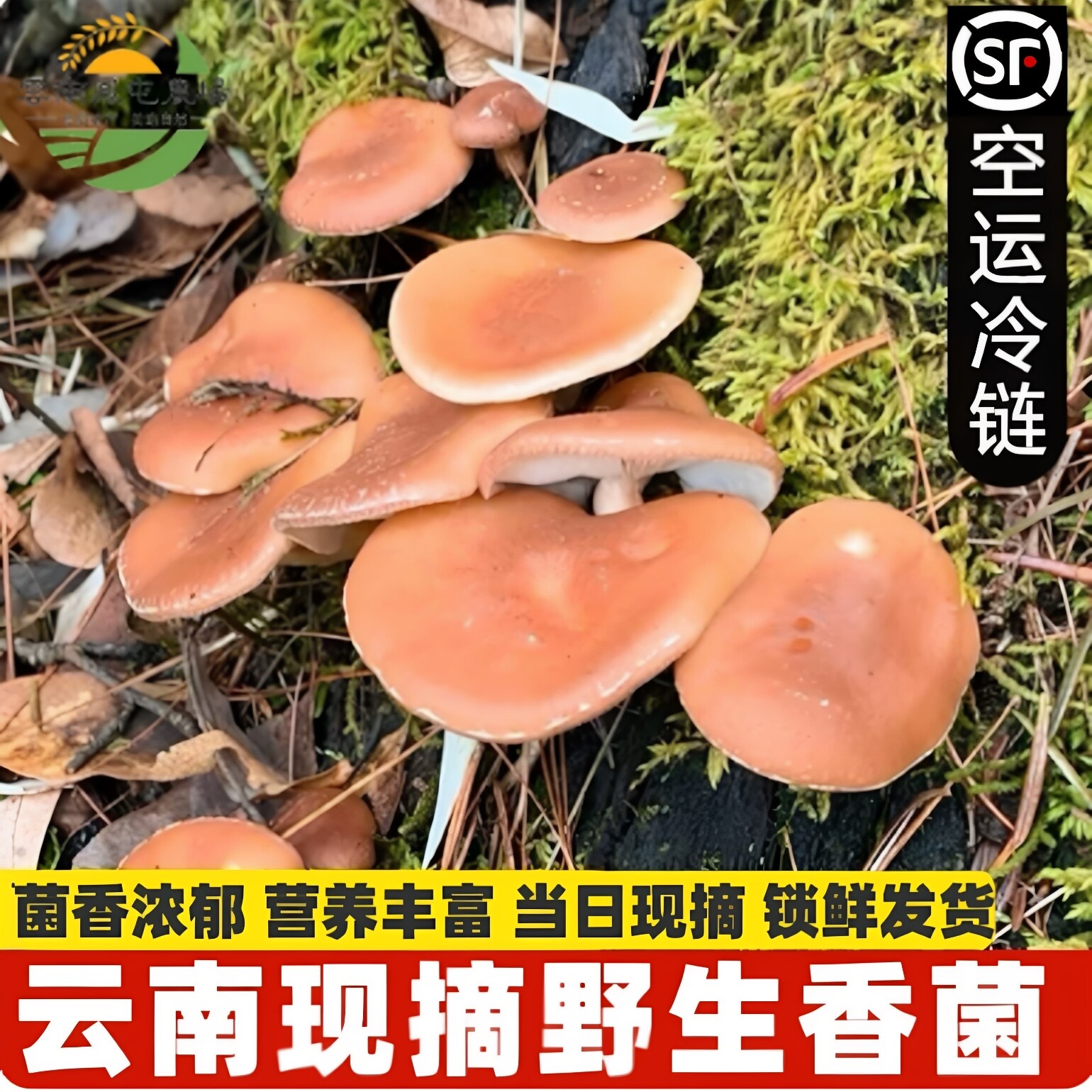 云南深山野生香菇现摘新鲜