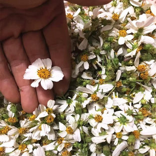 鬼针草花茶降压茶中草药三叶一包针鬼针草花茶 盲肠草纯花中药材