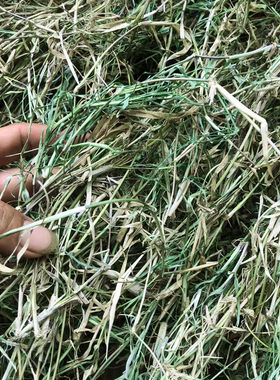 中草药干品铁线草 蟋蟀草农家巴根草狗牙根新晒新鲜干货中药材