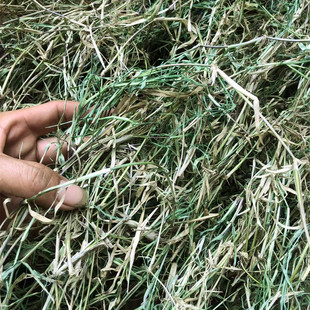 中草药干品铁线草 蟋蟀草农家巴根草狗牙根新晒新鲜干货中药材