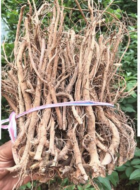农家害羞草中草药材500包邮