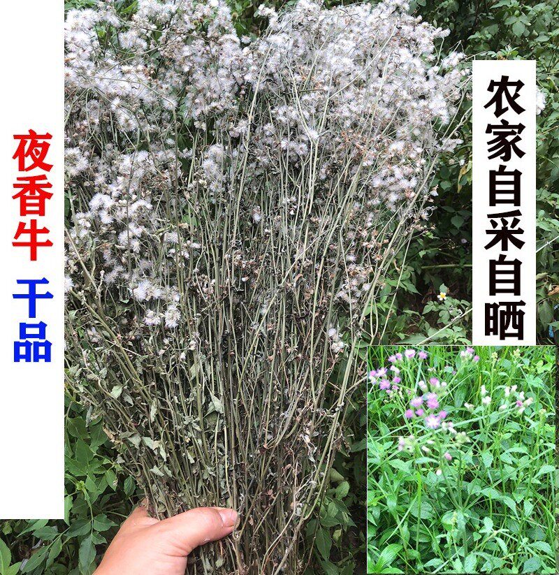 中草药材消山虎寄色草 搜山虎中药材 夜香牛干货 枝香草 夜香牛粉