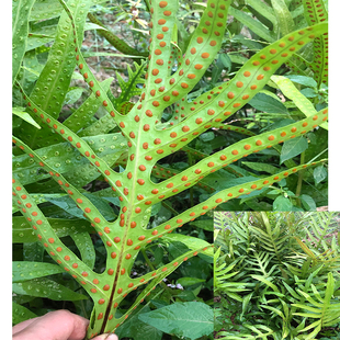 新鲜现采 新晒 七星草 瓦韦骨牌草 七星剑 细大金刀 千只眼 枝叶