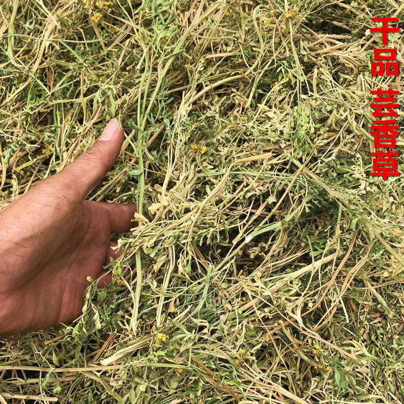 新晒山草药干品新鲜芸香草臭草臭艾贼仔草洋艾老虎菜荆芥七绿豆汤