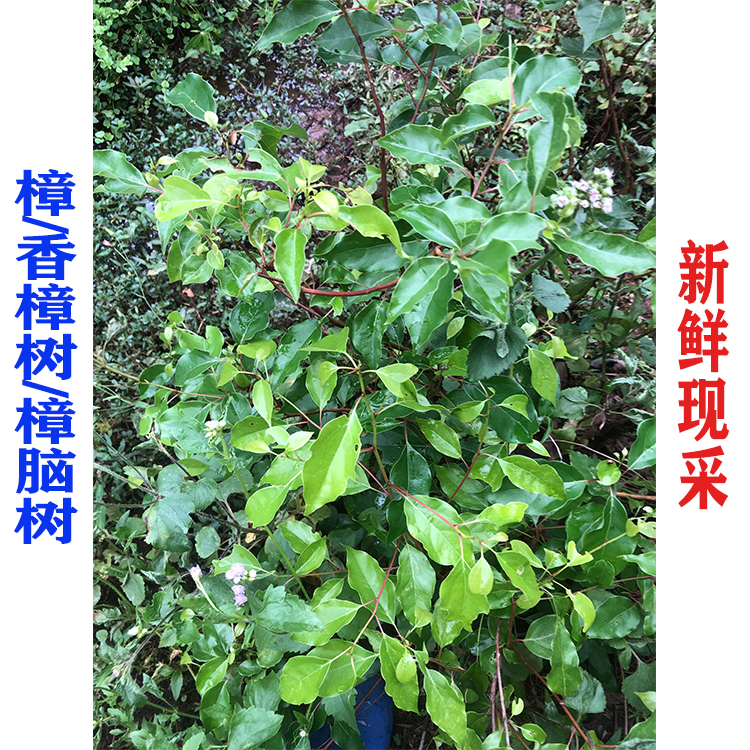 新鲜樟脑树树叶子500g包邮香樟