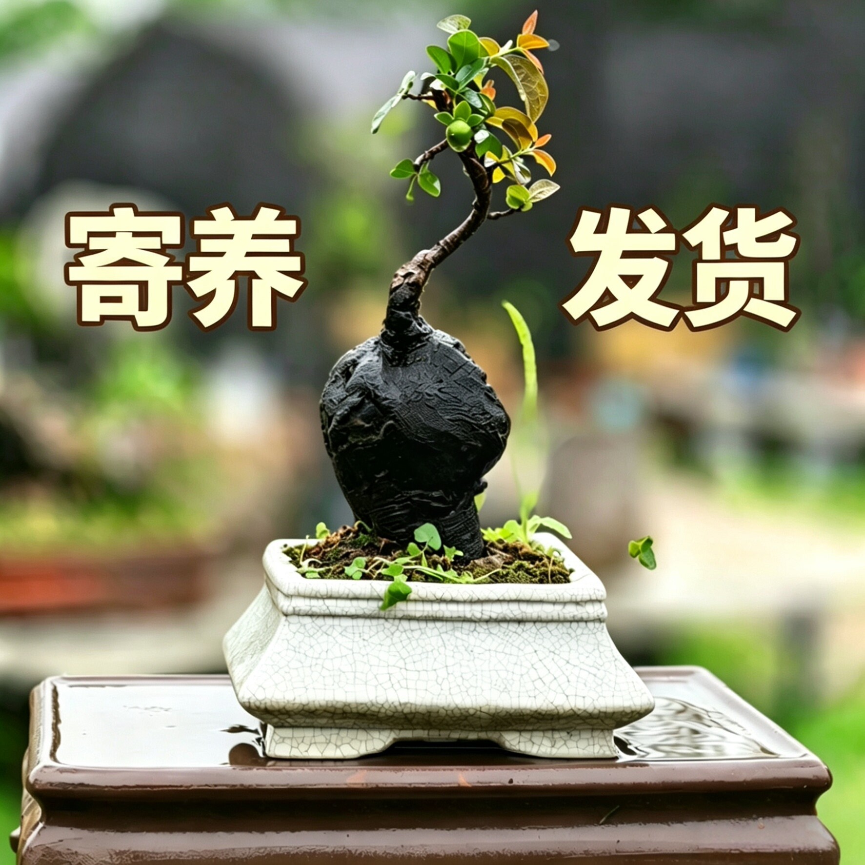 代养发货链接造型盆景