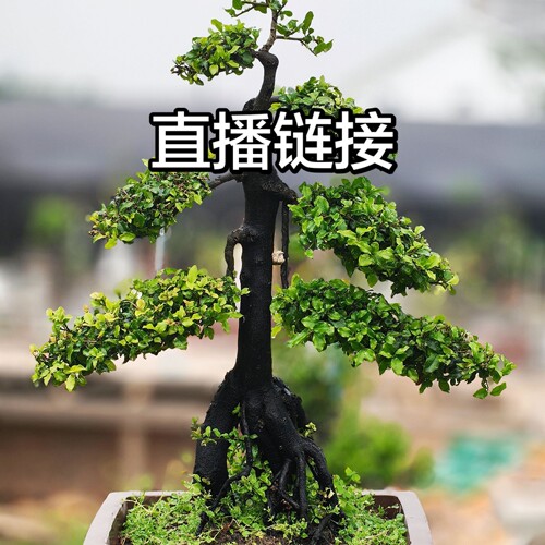 金弹子基地老管直播链接