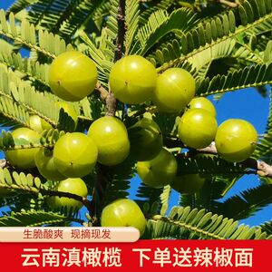 云南滇橄榄新鲜野生余甘子青果牛甘果油柑果当季孕妇酸果泡酒