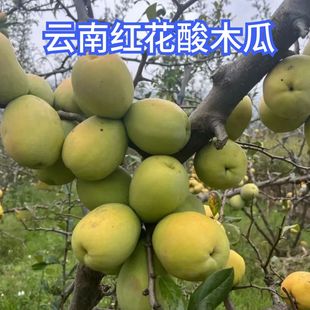 云南酸木瓜新鲜红花泡酒煮鸡煮鱼大理特产生吃孕妇酸果