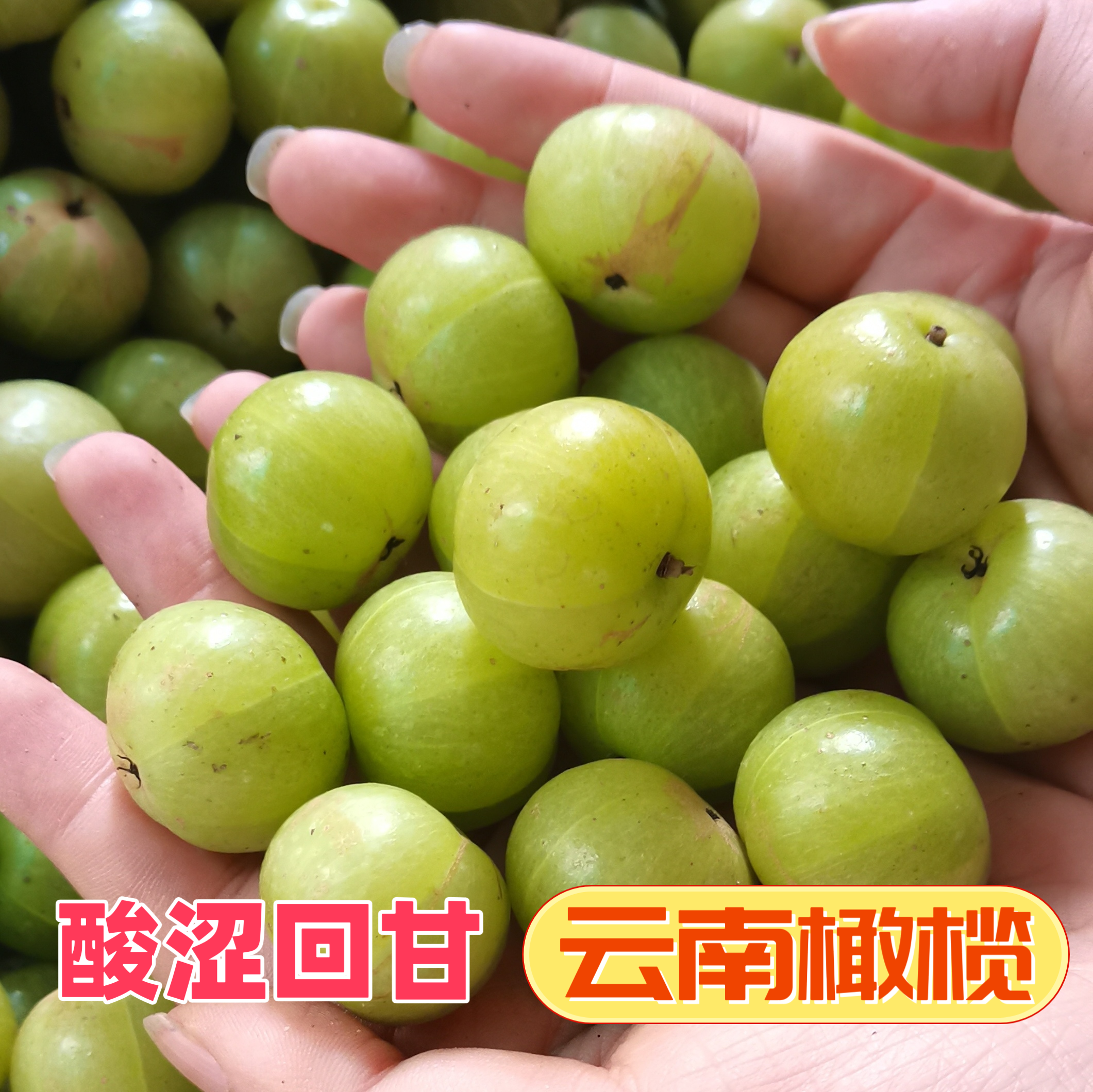 云南滇橄榄新鲜当季酸涩水果泡酒榨汁商用油甘果余甘子特产