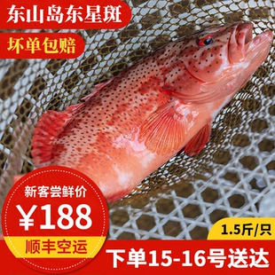 东星斑 活冻  东山岛海鲜 现捕鲜活冷冻石斑鱼 深海燕尾斑
