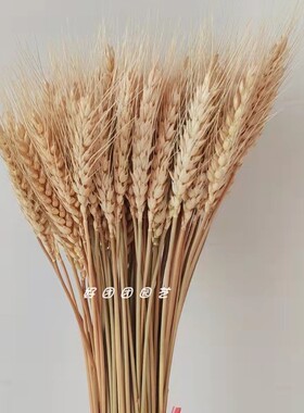 黄金麦穗大麦花束开业礼品拍摄道具稻穗田园客厅装饰摆件热卖包邮