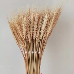 黄金麦穗大麦花束开业礼品拍摄道具稻穗田园客厅装饰摆件热卖包邮