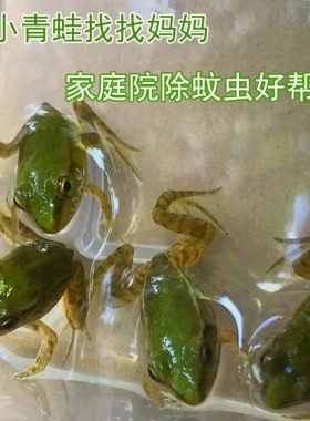 小青蛙驱蚊虫自家养殖的稻田黑斑青蛙活饵料钓鱼保活购买数量