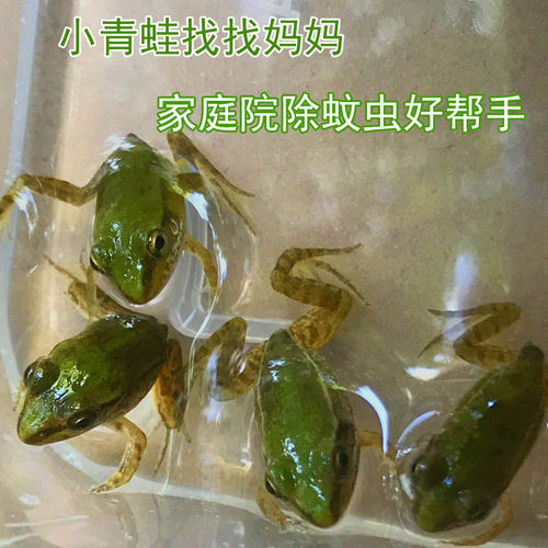 小青蛙驱蚊虫自家养殖的稻田黑斑青蛙活饵料钓鱼保活购买数量