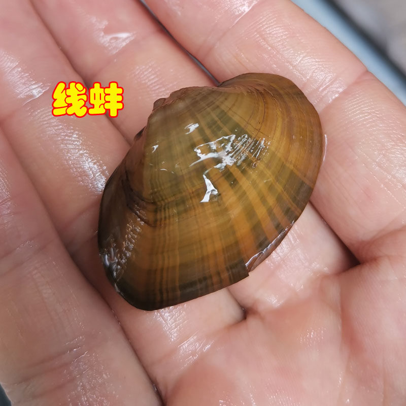 河蚌河蚬线蚌旁皮产卵净化水质原生缸