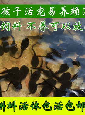 儿童活体宠物易养赖活可以放流