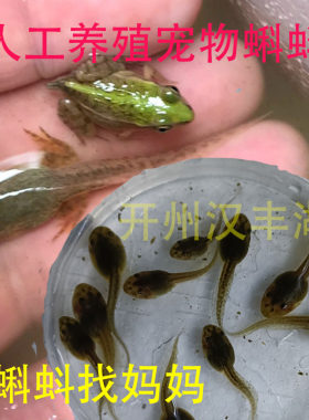 小青蛙蝌蚪观赏宠物儿童活宠物