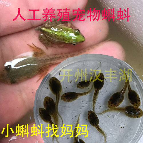 小青蛙蝌蚪观赏宠物儿童活宠物