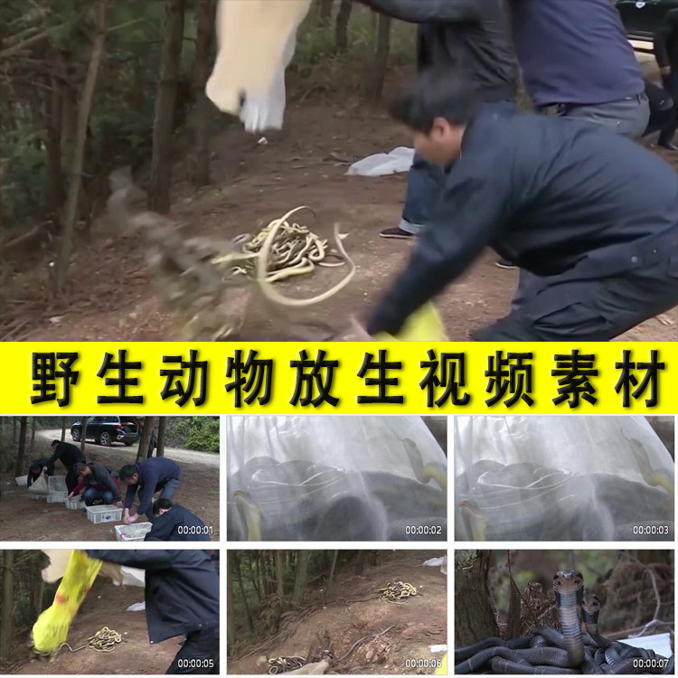 保护野生动物放归大自然森林放生蛇打击捕捉贩卖野生动物视频素材