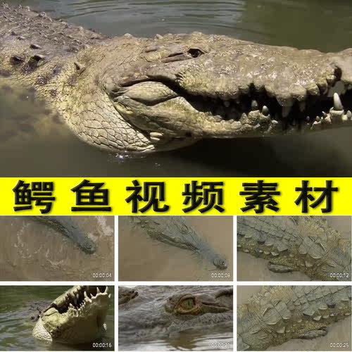 鳄鱼实拍视频素材